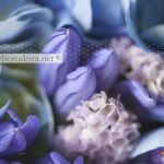 Свадебный букет из голубой гортензии и синих агапантусов с сиреневой фрезией и серой брунией