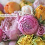 Свадебный букет из розовых пионовидных роз, желтых и малиновых ранункулюсов