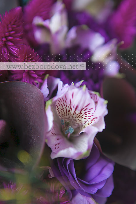 Фиолетовый свадебный букет с каллами павлиньими перьями
