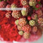 Красный свадебный букет с ягодами гиперикума и ежевики
