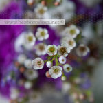 Зимний букет невесты из белых ранункулюсов, ягод сноуберри, восковника и фиолетовой гвоздики